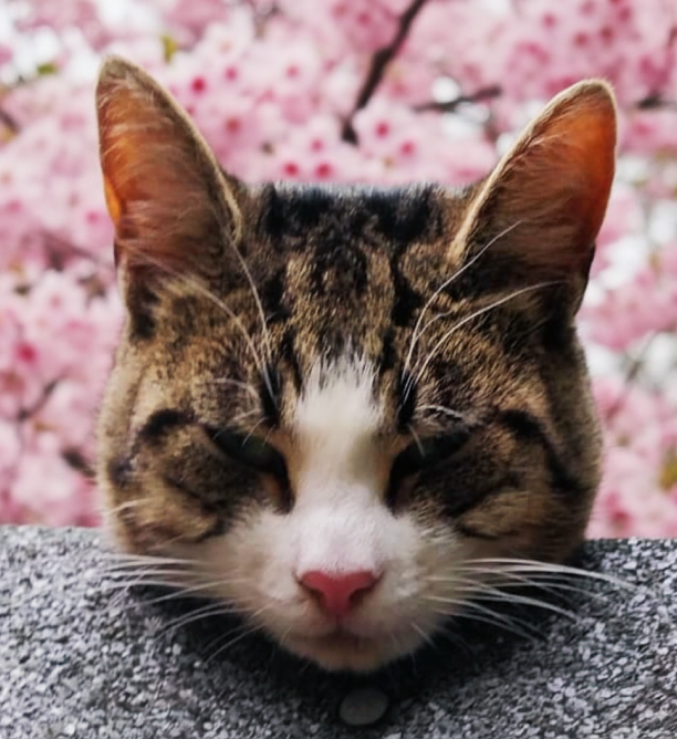 iBoyPrime - Professional Video Editor